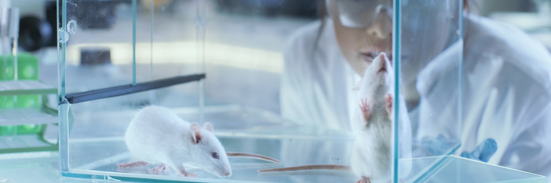 Comprehensive Range of Mouse Embryo Manipulation Services | Mouse Genetics  Laboratory